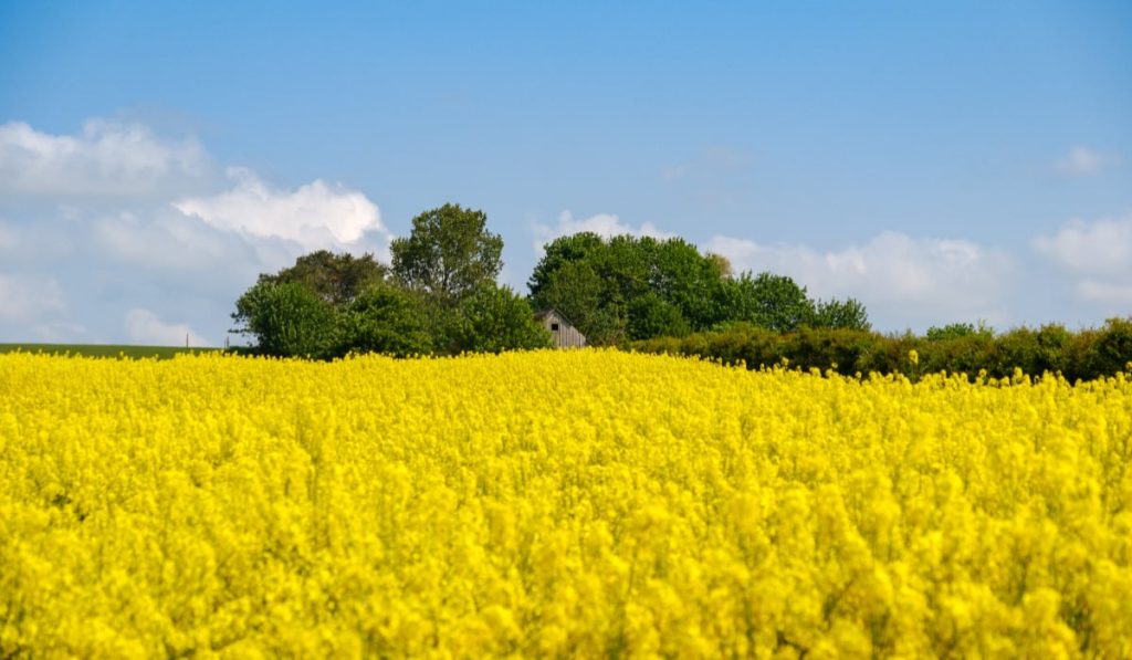 România, lider la exportul de rapiță în Germania, detronând Ucraina