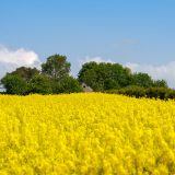 România, lider la exportul de rapiță în Germania, detronând Ucraina