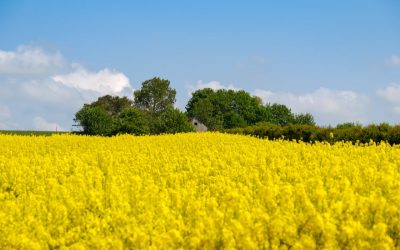 România, lider la exportul de rapiță în Germania, detronând Ucraina