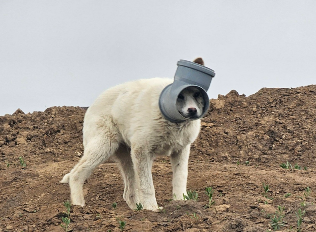 Câine blocat cu capul într-o țeavă, chinuit zile-ntregi în Ilfov. Apel de urgență
