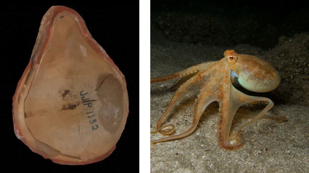 Marea Înșelătorie: Cea Mai Bătrână Caracatiță Dezvăluită o Altă Creatură