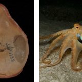 Marea Înșelătorie: Cea Mai Bătrână Caracatiță Dezvăluită o Altă Creatură