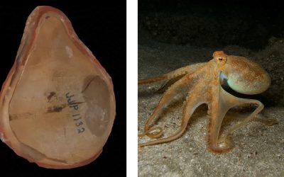 Marea Înșelătorie: Cea Mai Bătrână Caracatiță Dezvăluită o Altă Creatură