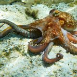 Cum se-mperechează caracatițele: Misterul reproducerii dezvăluit