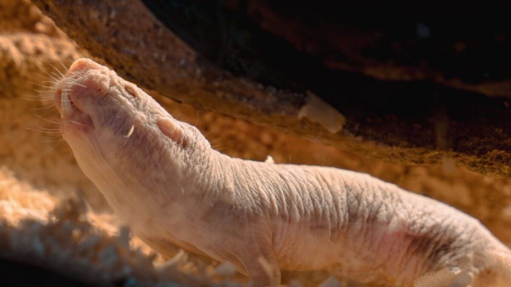 Animale pasnice: Cum cedează puterea fără violență, surprinzător