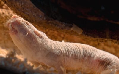 Animale pasnice: Cum cedează puterea fără violență, surprinzător