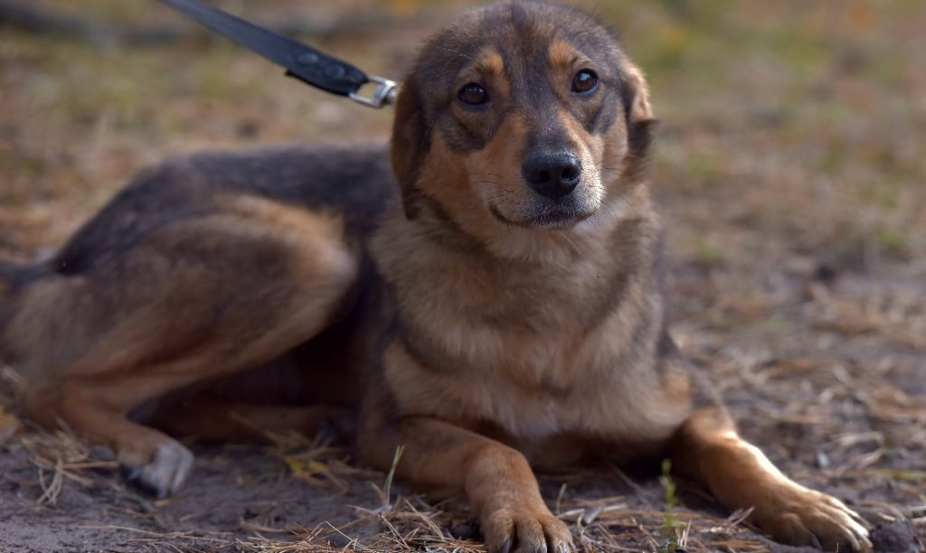 Scandal la Cluj: Dresor filmat în timp ce lovea un câine. Anchetă, furie online