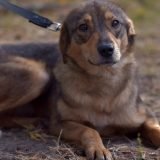 Scandal la Cluj: Dresor filmat în timp ce lovea un câine. Anchetă, furie online