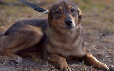 Scandal la Cluj: Dresor filmat în timp ce lovea un câine. Anchetă, furie online