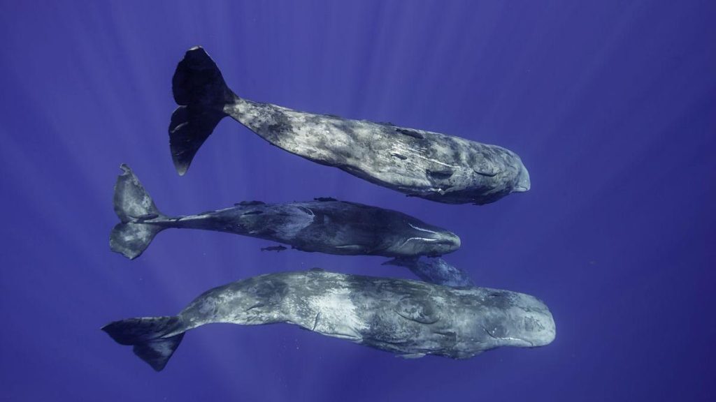 Cașaloții vorbesc aproape ca oamenii? Cercetătorii, șocați de „dialectul” marin