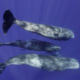 Cașaloții vorbesc aproape ca oamenii? Cercetătorii, șocați de „dialectul” marin