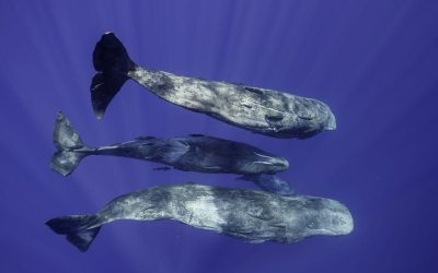 Cașaloții vorbesc aproape ca oamenii? Cercetătorii, șocați de „dialectul” marin