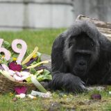 Gorila record: Cea mai bătrână din lume, sărbătorită la Zoo Berlin