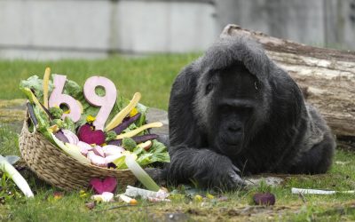 Gorila record: Cea mai bătrână din lume, sărbătorită la Zoo Berlin