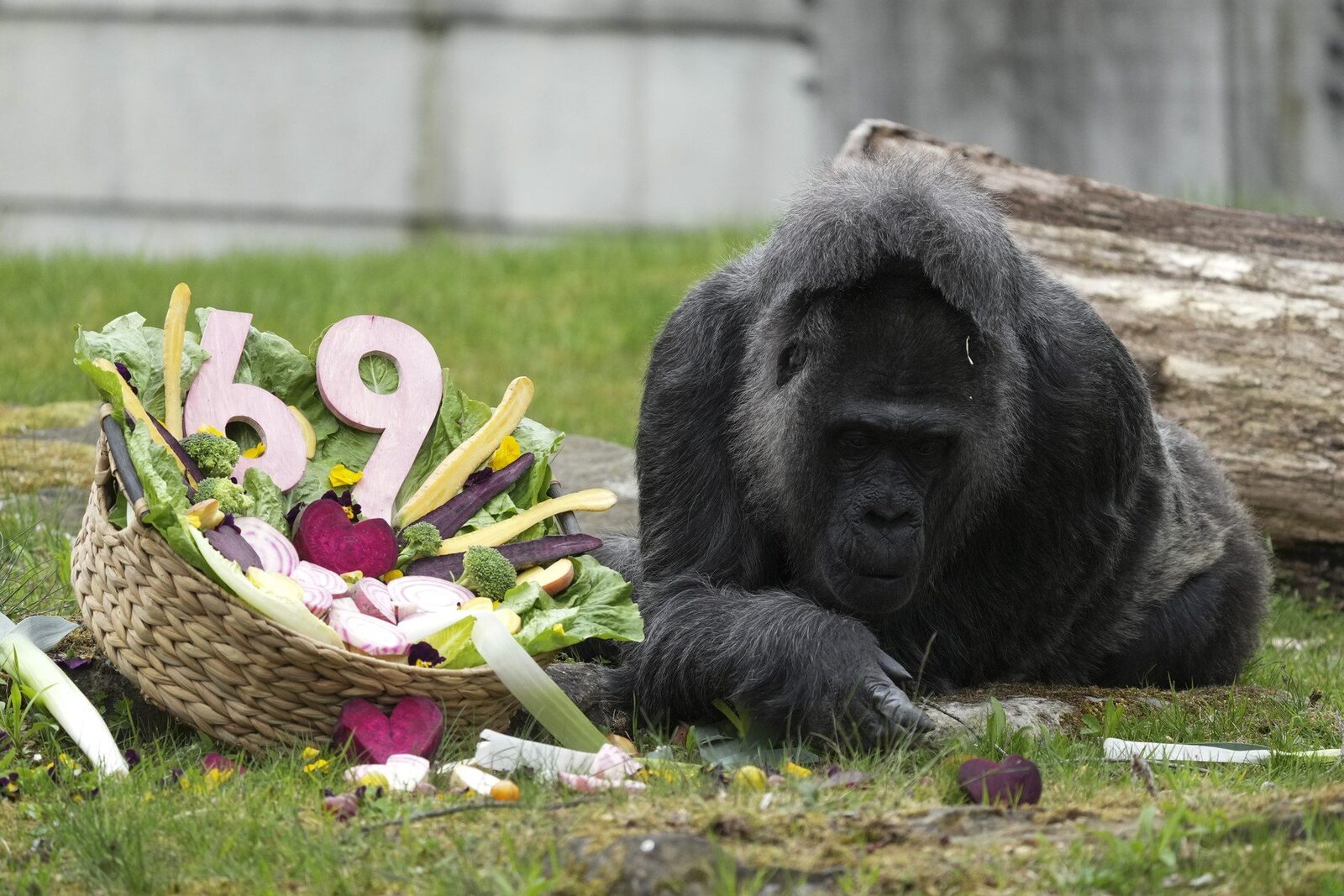 Gorila record: Cea mai bătrână din lume, sărbătorită la Zoo Berlin