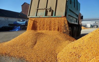 Afacerile Agropec Dionis, explozie în 2025: Cum au prosperat traderii de cereale?