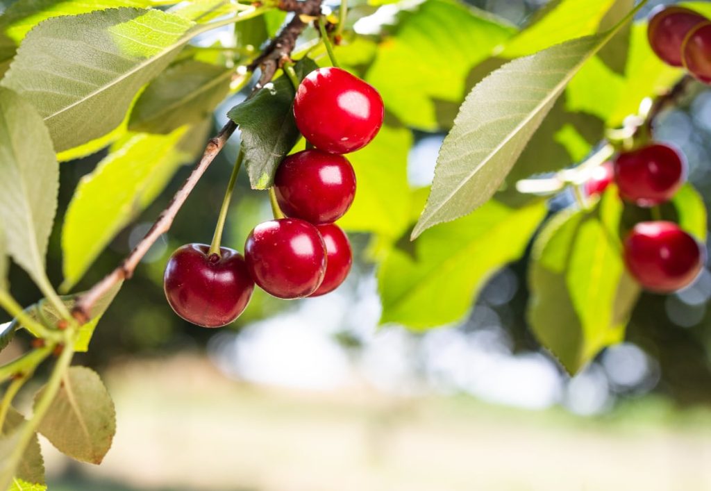Cireșele, mai ieftine în 2026? Prețul pe kilogram, dezvăluit