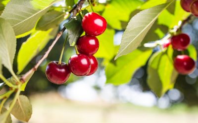 Cireșele, mai ieftine în 2026? Prețul pe kilogram, dezvăluit