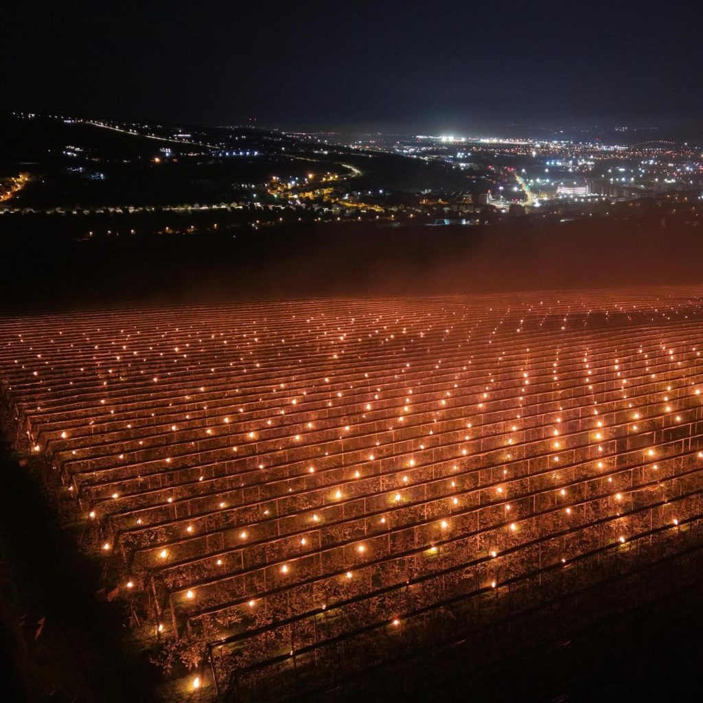 Agricultor ROMÂN, 40.000 de euro ”arși” peste noapte: Cum și-a salvat livada de cireșe