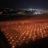 Agricultor ROMÂN, 40.000 de euro ”arși” peste noapte: Cum și-a salvat livada de cireșe