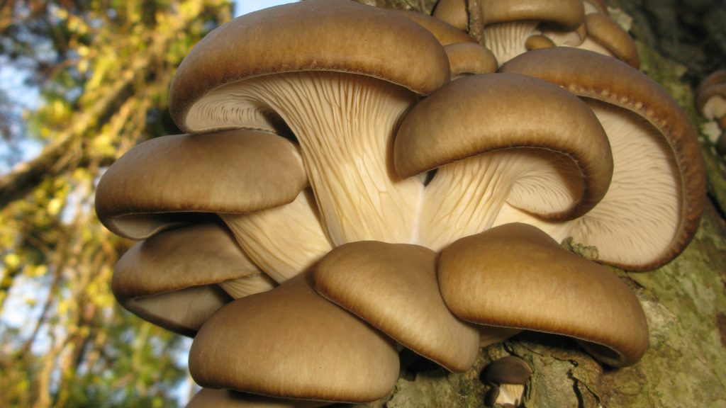 AI în agricultură: Proiectul Mushnomics transformă zațul în ciuperci