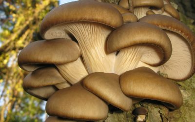 AI în agricultură: Proiectul Mushnomics transformă zațul în ciuperci