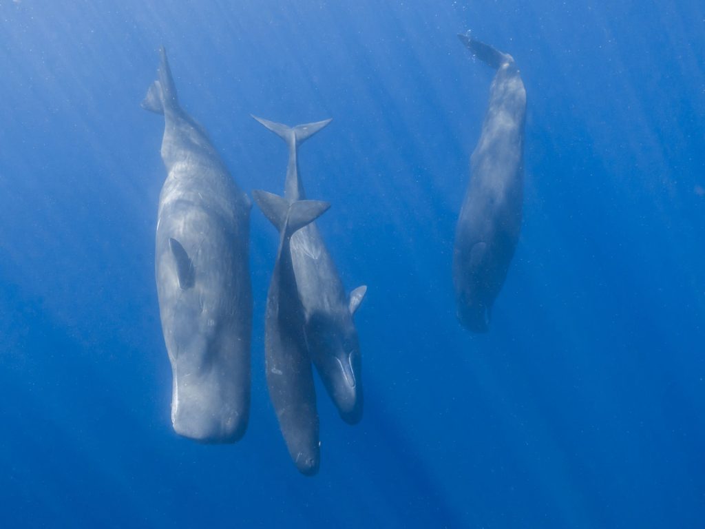 Cașaloții comunică similar oamenilor: Cercetătorii fac o descoperire uluitoare