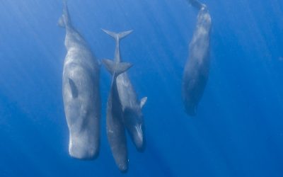 Cașaloții comunică similar oamenilor: Cercetătorii fac o descoperire uluitoare