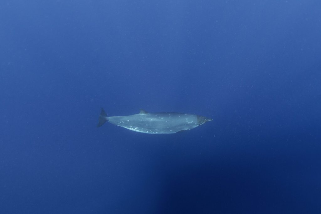 Creatură misterioasă din adâncuri: Cercetătorii, uluiți după 150 de ani!