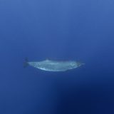 Creatură misterioasă din adâncuri: Cercetătorii, uluiți după 150 de ani!