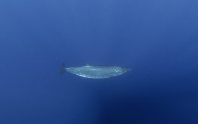 Creatură misterioasă din adâncuri: Cercetătorii, uluiți după 150 de ani!