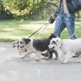 București: Sterilizare și microcipare GRATUITĂ pentru câinii maidanezi