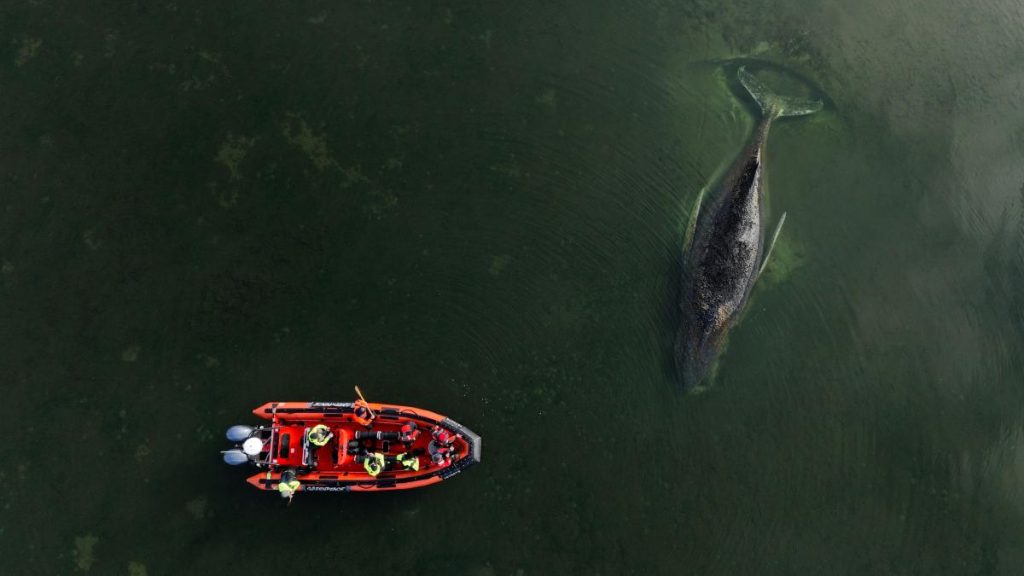 Doi MILIONARI salvează o balenă blocată în Germania, cu fonduri generoase
