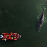 Doi MILIONARI salvează o balenă blocată în Germania, cu fonduri generoase