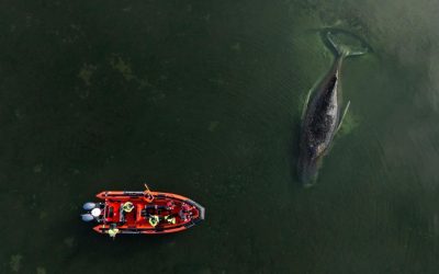 Doi MILIONARI salvează o balenă blocată în Germania, cu fonduri generoase