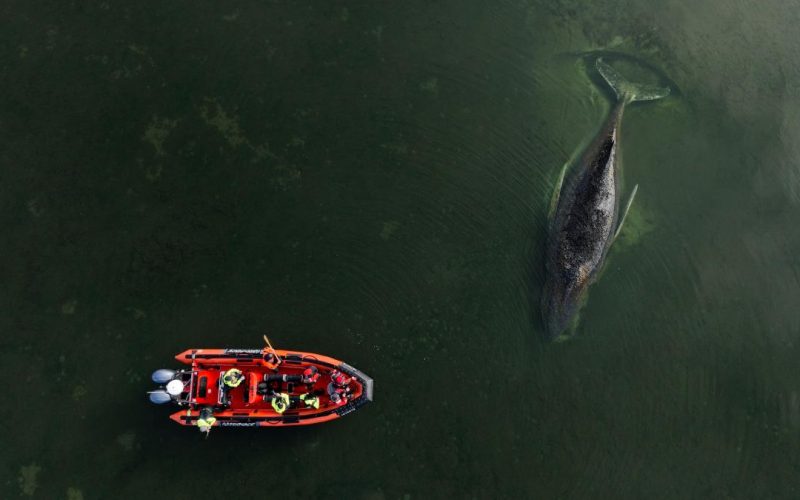 Doi MILIONARI salvează o balenă blocată în Germania, cu fonduri generoase