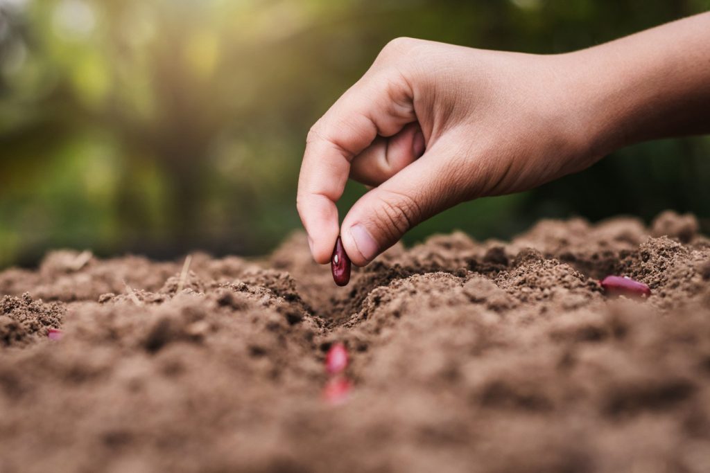 Prognoza meteo-agricolă: Majoritatea regiunilor agricole, favorizate de regimul hidrotermic București – Agricultorii din majoritatea regiunilor țării se pot aștepta la condiții favorabile pentru dezvoltarea culturilor de câmp și a speciilor pomi-viticole, în următoarea perioadă, potrivit prognozei agrometeorologice emise de Administrația Națională de Meteorologie (ANM)