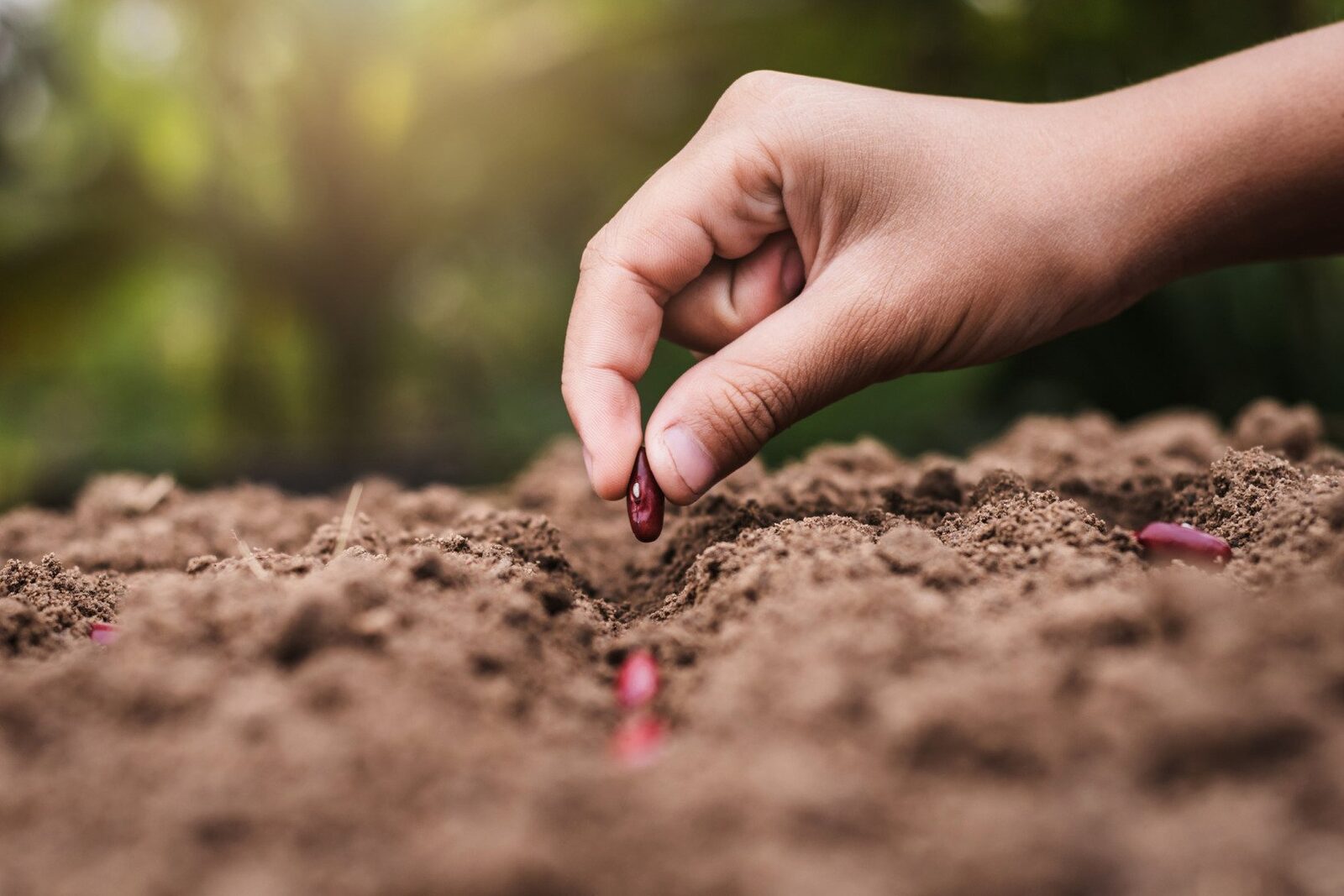 Prognoza meteo-agricolă: Majoritatea regiunilor agricole, favorizate de regimul hidrotermic București – Agricultorii din majoritatea regiunilor țării se pot aștepta la condiții favorabile pentru dezvoltarea culturilor de câmp și a speciilor pomi-viticole, în următoarea perioadă, potrivit prognozei agrometeorologice emise de Administrația Națională de Meteorologie (ANM)