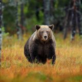 Urșii, VÂNAȚI masiv: Parlamentul votează dublarea cotei. Câți vor muri în 2026?