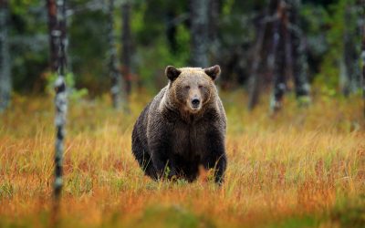 Urșii, VÂNAȚI masiv: Parlamentul votează dublarea cotei. Câți vor muri în 2026?