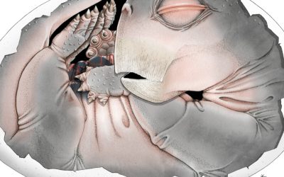 Strămoșii mamiferelor, surpriză! Depuneau ouă, dezvăluie un supermicroscop