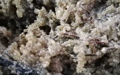 Șalău scump în Razim-Sinoie: S-a încheiat sezonul de eliberare a icrelor