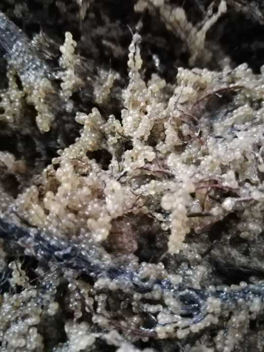 Șalău scump în Razim-Sinoie: S-a încheiat sezonul de eliberare a icrelor