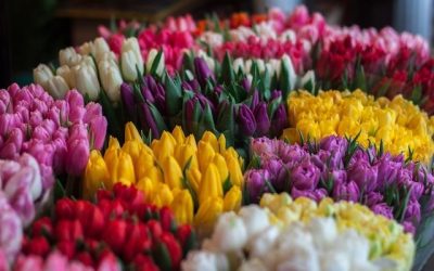 Temperaturi sub cele normale pentru sezon vor fi resimțite în prima parte a intervalului 6 aprilie – 4 mai 2026, conform estimărilor meteorologice publicate