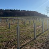 Români, succes în Germania: Ridică un parc fotovoltaic impresionant – FOTO