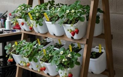 Grădină de legume acasă, cu bani puțini: Ghidul complet și greșelile de evitat