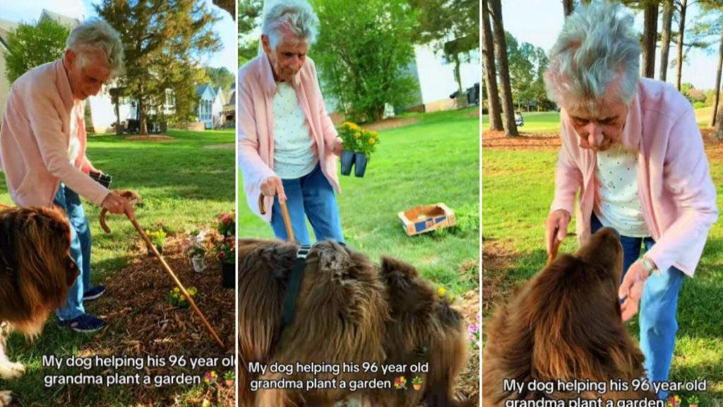 Bunicuța de 96 de ani și câinele de 70 kg: Duo-ul uimește la grădină!