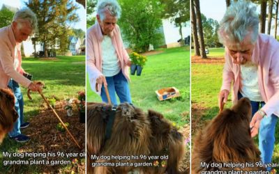Bunicuța de 96 de ani și câinele de 70 kg: Duo-ul uimește la grădină!