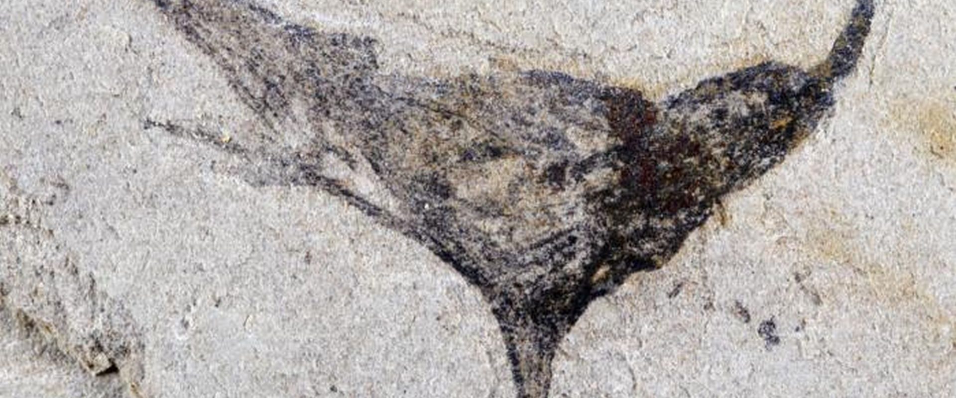 China: Fosile spectaculoase dinaintea exploziei cambriene, uluiesc lumea