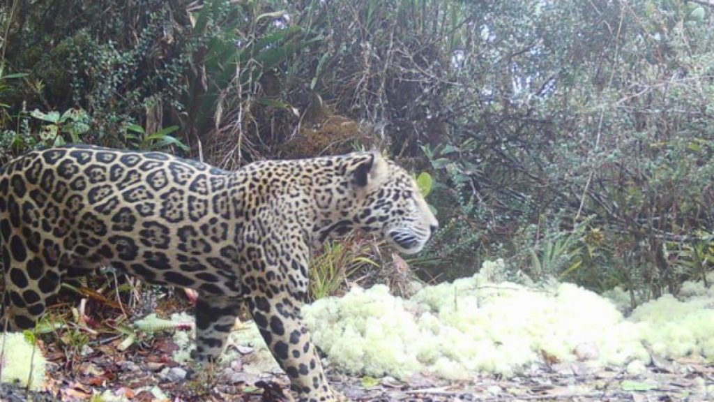 Vestea anului: „Jaguarul norilor” revine după 10 ani în Honduras